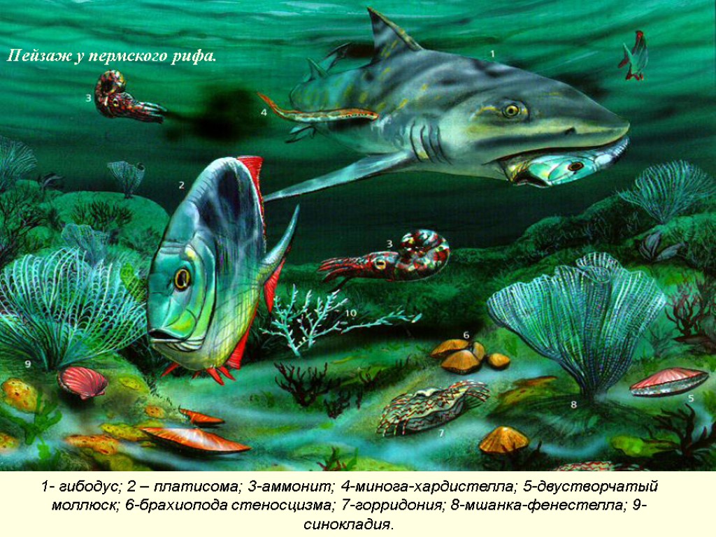 Пейзаж у пермского рифа. 1- гибодус; 2 – платисома; 3-аммонит; 4-минога-хардистелла; 5-двустворчатый моллюск; 6-брахиопода